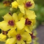 Verbascum nigrum Квітка