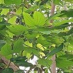 Bauhinia forficata 葉