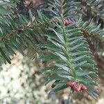 Abies numidica ഇല