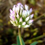 Trifolium ciliolatum Flower