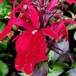 Lobelia cardinalis Flor