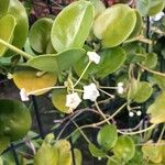 Hoya australis Virág