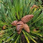 Pinus densiflora Plod