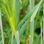 Hordeum vulgare 葉