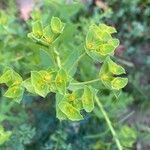 Euphorbia terracina 花