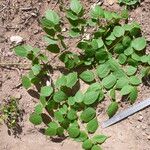 Aralia warmingiana