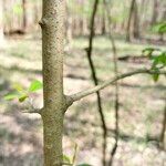 Malus angustifolia Bark