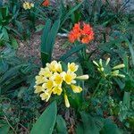 Clivia miniata Flower