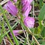 Polygala nicaeensis Цветок