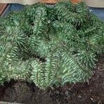 Euphorbia susannae Feuille