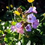 Pulmonaria saccharataKvet