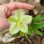 Helleborus dumetorum Květ