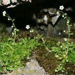 Sedum fragrans Habitus