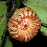 Clusia flava Плід