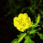 Oenothera laciniata Blüte