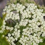 Libanotis pyrenaica 花