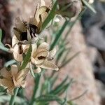 Linaria simplex Fruitua