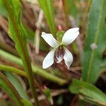 Viola lanceolata 花