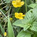 Ranunculus lingua Blomma