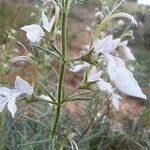 Teucrium pseudochamaepitys Λουλούδι