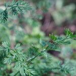 Selinum carvifolia Hoja