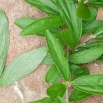 Alternanthera ficoidea Fuelha