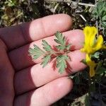 Corydalis aurea Liść