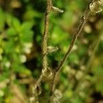 Scutellaria albida 樹皮