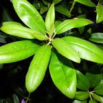 Rhododendron catawbiense Flower