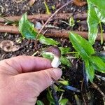 Arisarum proboscideum Blüte