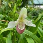 Phragmipedium longifolium Кветка