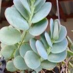 Kalanchoe marnieriana Ліст