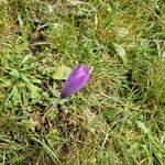 Crocus nudiflorusFlower