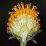 Heliomeris multiflora Blüte