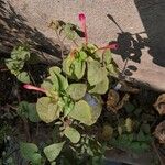 Mirabilis jalapa Fleur