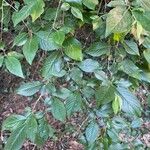 Clethra alnifolia Blad