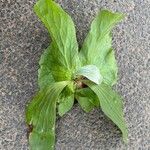 Platycerium elephantotis Leaf