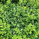 Spiraea nipponicaFlors