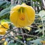 Abutilon spp.Flower