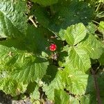 Rubus saxatilis Fruto