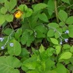 Cynoglossum virginianum Lorea