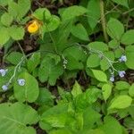 Andersonglossum virginianum Blodyn