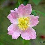 Rosa pouzinii Blüte