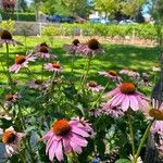 Echinacea angustifolia Цвят