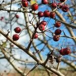 Crataegus rhipidophyllaPlod