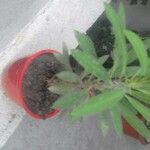 Euphorbia milii Hostoa