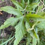 Filipendula rubra Folha