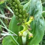 Neottia ovata Flower
