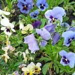 Viola × wittrockiana List