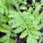 Tanacetum macrophyllum Листок